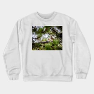 Sparrow In The Pines by Debra Martz Crewneck Sweatshirt